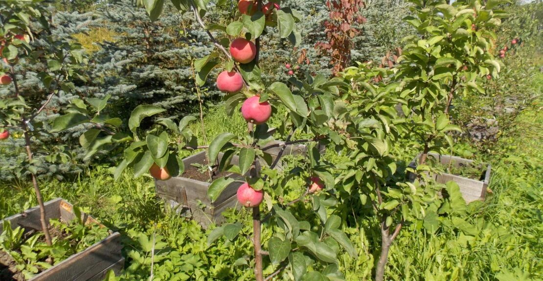 Сколько стоят плодовые деревья. Крупномеры плодовых деревьев питомник. Самарский Плодопитомник Жигулевские сады. Тохойский Плодопитомник абрикос. Воронежский Плодопитомник малиновое дерево.