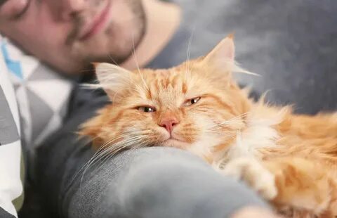 Котиков глажу