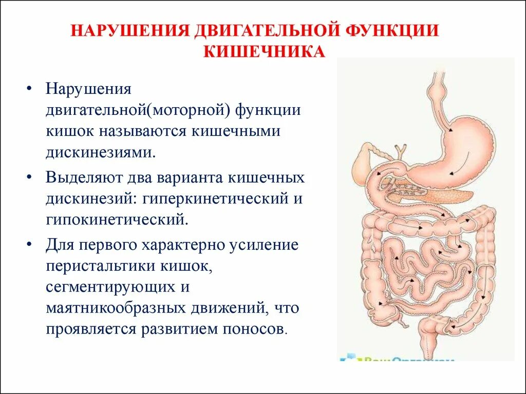 Нарушение двигательной функции кишечника. Моторная функция кишечника. Нарушение двигательной функции кишечника патофизиология. Функции кишечника человека.