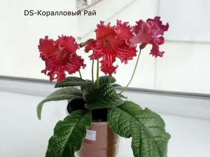 Коралловый рай