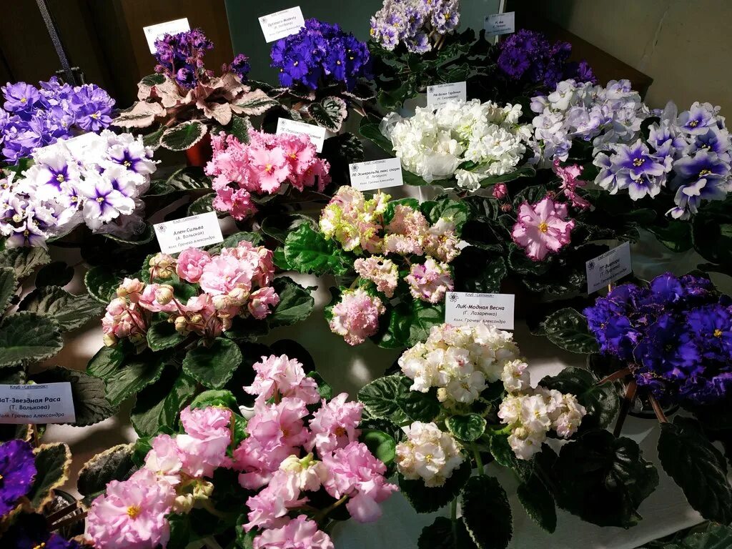 Выставка фиалок в спб. Выставка фиалок в спб 2023 в кировском универмаге. Выставка фиалок на нарвской. Выставка фиалок в брянске. Фиалки вднх.