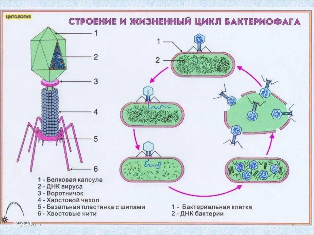 Тест по теме цитология