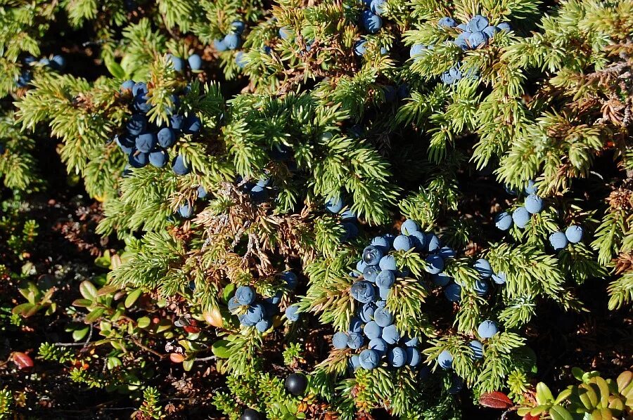 можевельникиказацкиц ягоды. можжевельник иркутск. можжевельник сибирский обыкновенный. можжевельник виргиния. можжевельник иркутск.
