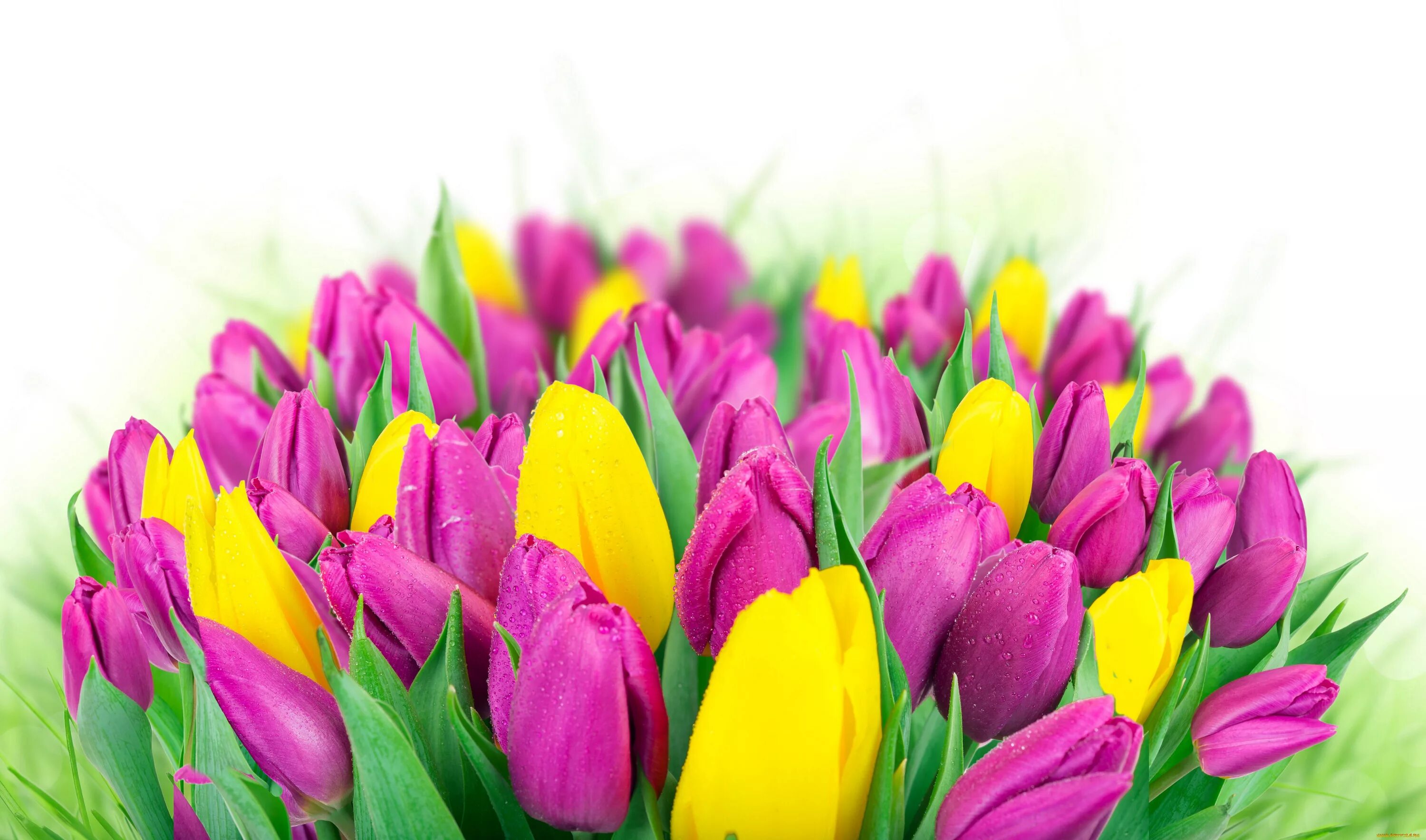С днем рождения женщине красивые тюльпаны поздравления. Цветы тюльпаны. Красивые тюльпаны. Тюльпаны разноцветные. Весенние цветы тюльпаны.