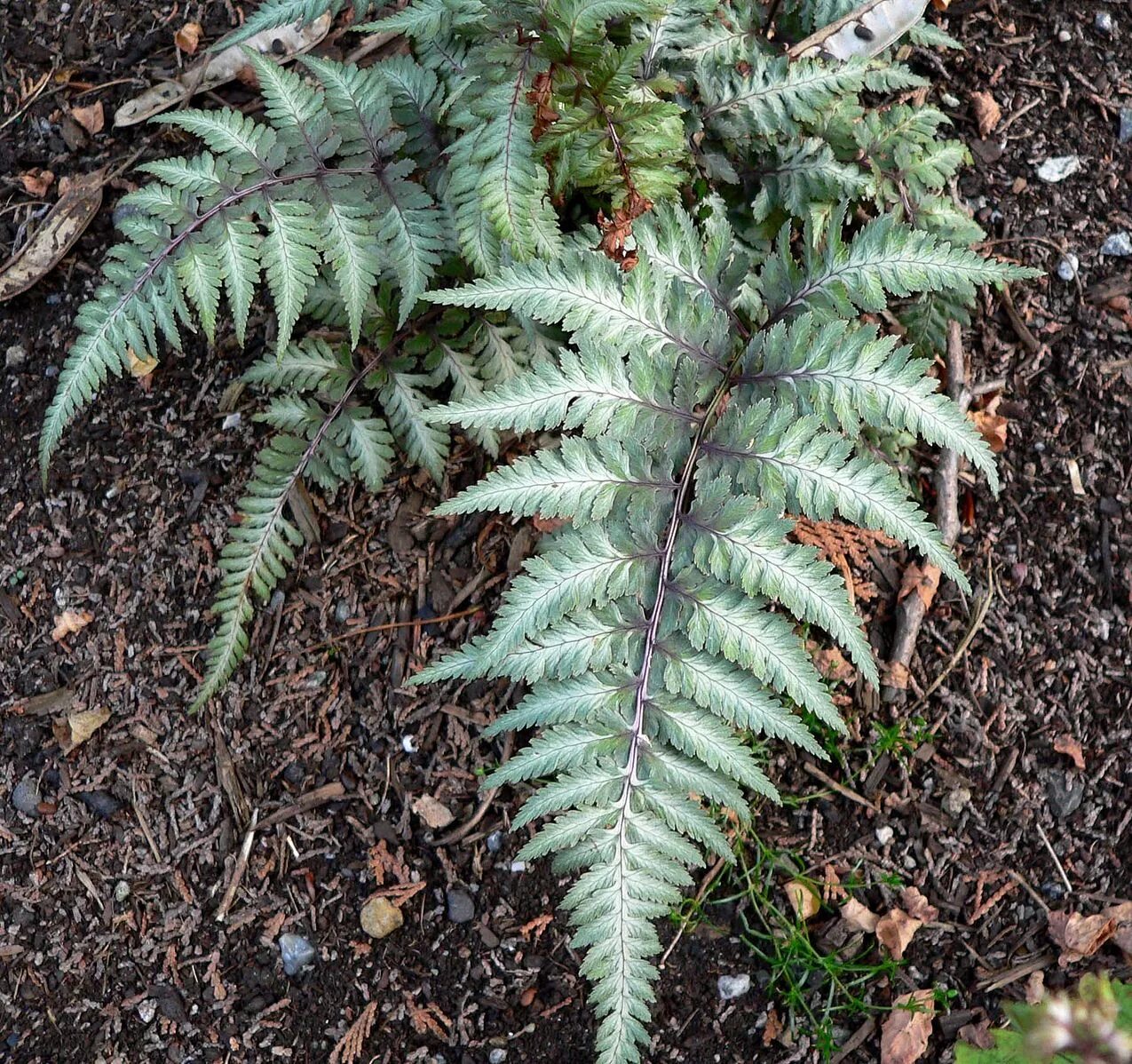 Кочедыжник (athyrium). Кочедыжник фото и описание. Кочедыжник металликум. Кочедыжник ниппонский урсулас ред. Кочедыжник ред бьюти.