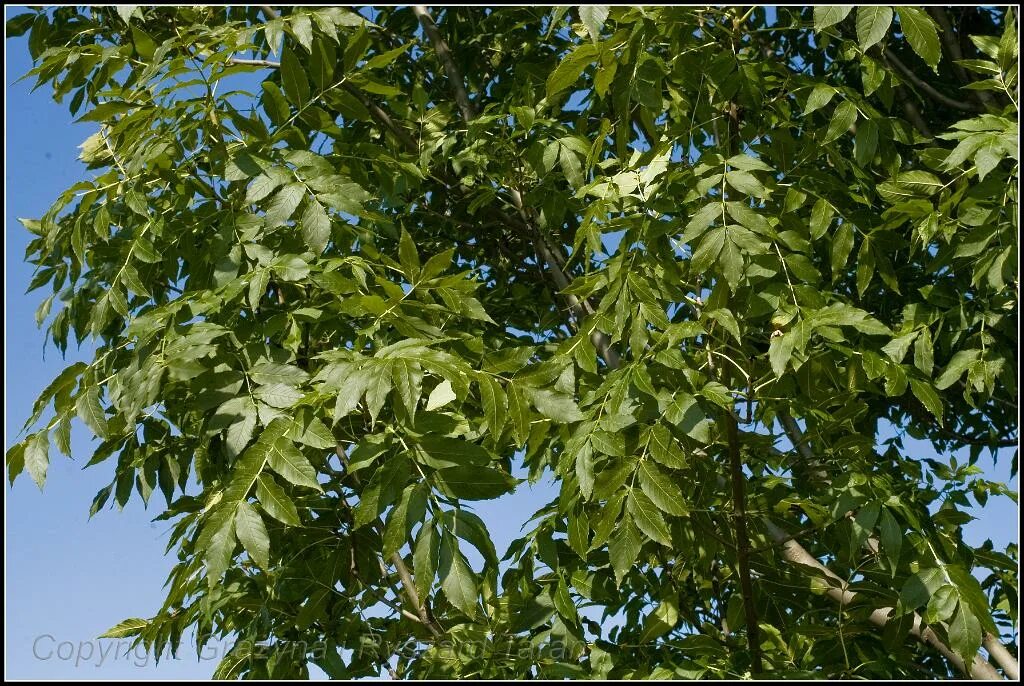 Ясень обыкновенный fraxinus excelsior. Ясень ростов на дону. Индустрия красоты ростов-на-дону в нахичевани. Ясень ростов на дону. Ясень фото молодой кудрявый.