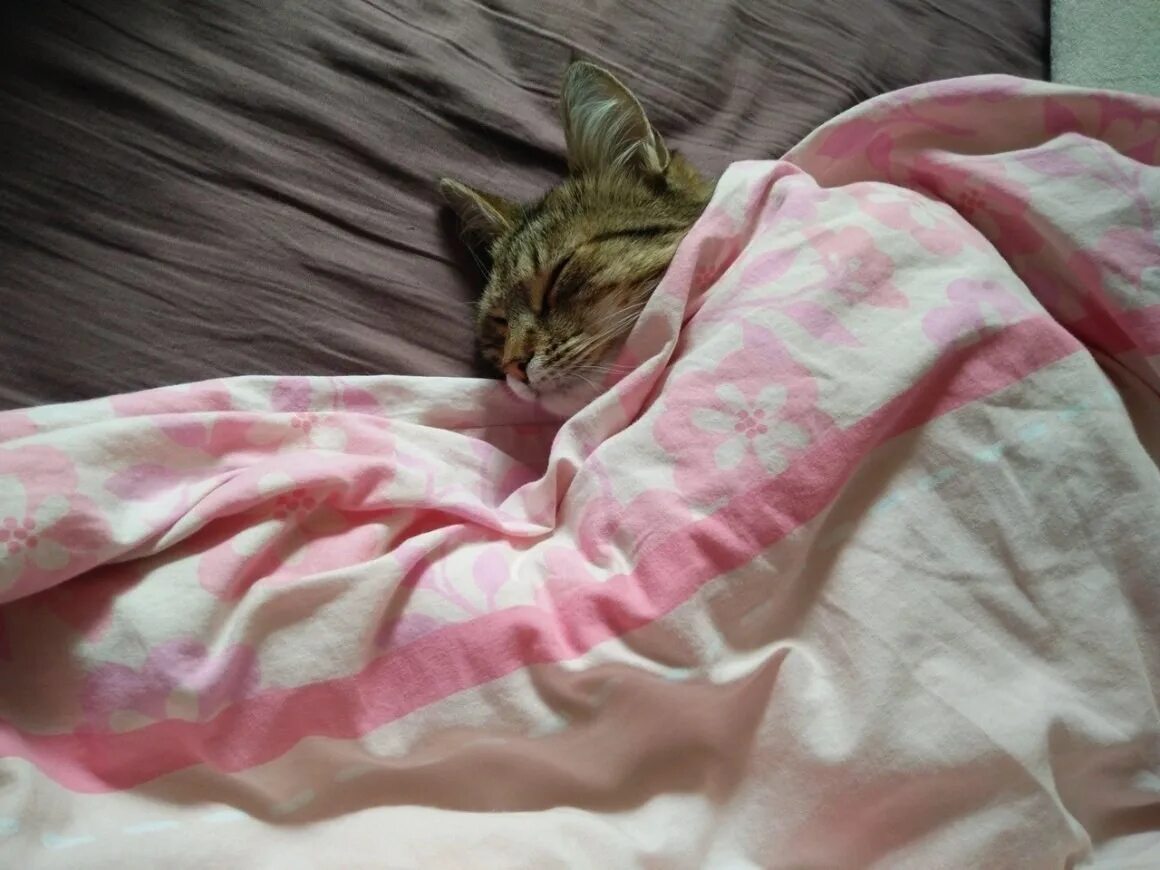Котенок в постели. Кот под одеялом. Котенок укрытый одеялом. Котик в одеяле.