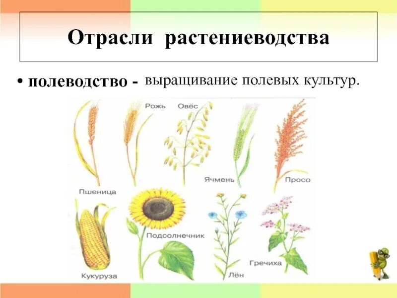 Практическая работа 3 класс окружающий мир растениеводство. Полевые культуры растений. Главные полевые культуры. Полеводство полевые культуры. Полеводство зерновые культуры.