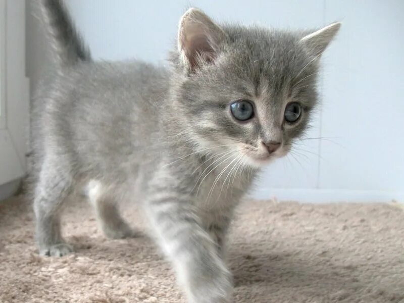 котенок девочка 1. в сибае. 5. котенок девочка 1. сибирский кот метис.