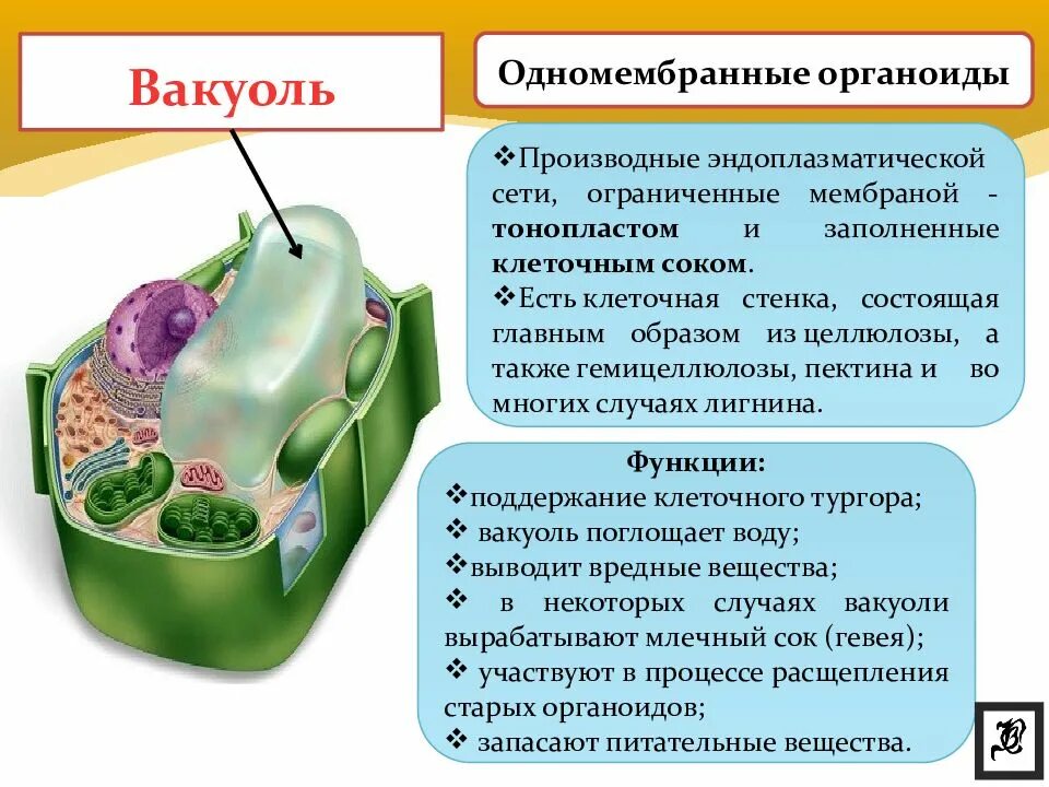 Образует мембрану вакуоли. Органоиды вакуоли строение и функции. вакуоли строение и функции в клетке 9 класс. строение органоида вакуоли. вакуоль одномембранный органоид.