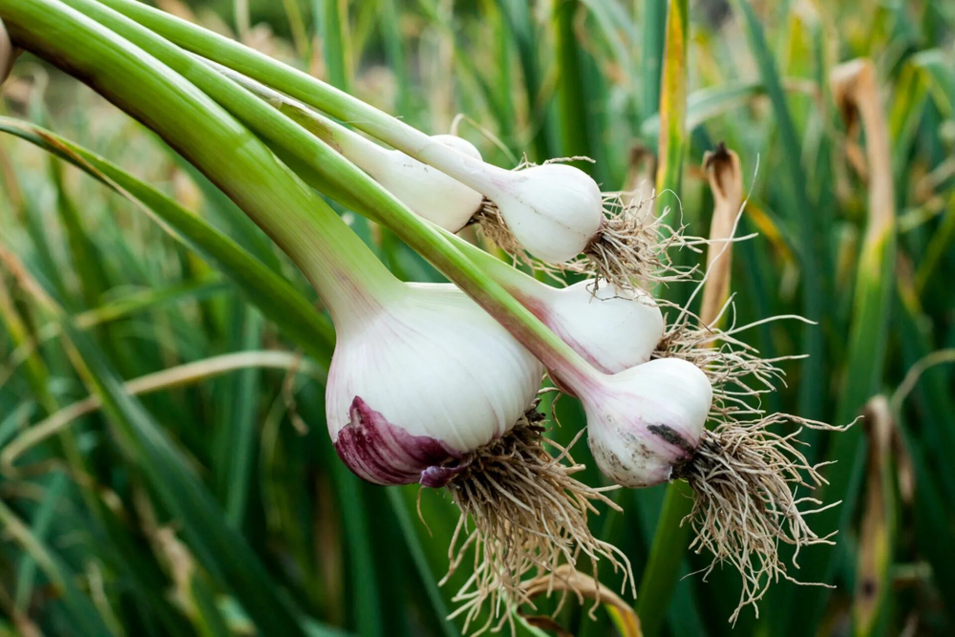 Лукой. Чеснок Allium sativum. Черемша Рокамболь. Чеснок посевной – Allium sativum l.. Чеснок Гарлик.