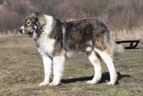 Румынская карпатская