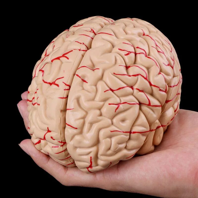 Brain model