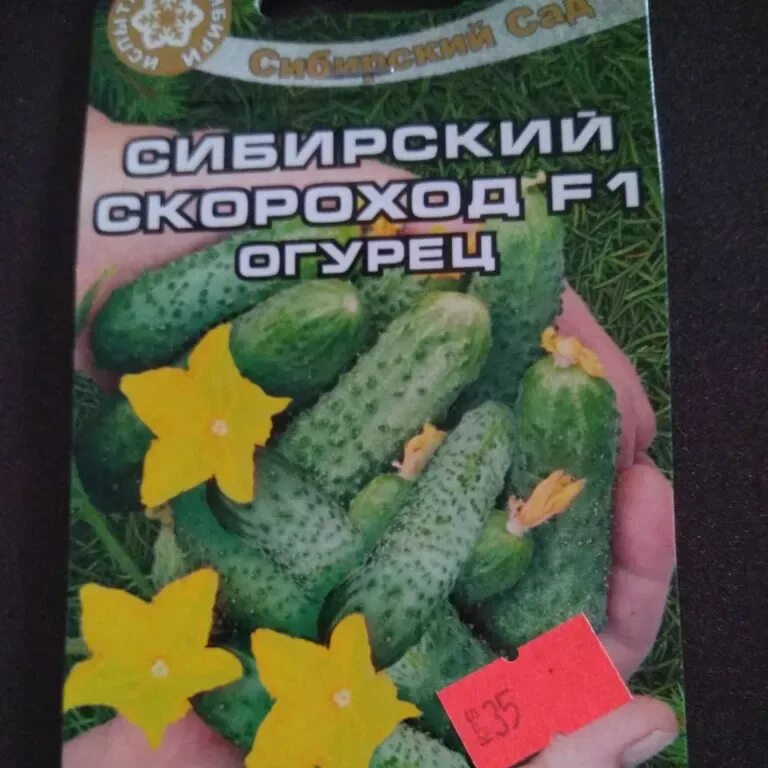 Сад. Огурцы скороход. Семена огурцов сибирская. Огурец сибирский букет. Сибирский пучок f1 огурец.