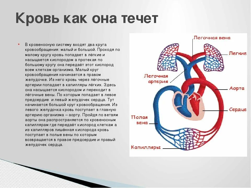 Сердце и кровообращение 8 класс. Малый круг кровообращения легкая схема. Малый круг кровообращения человека схема 8 класс. Кровеносная система малый круг кровообращения. Малый круг кровообращения артериальная кровь течёт.