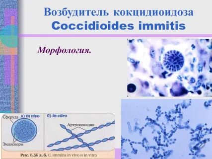 Возбудители инфекций наружных покровов