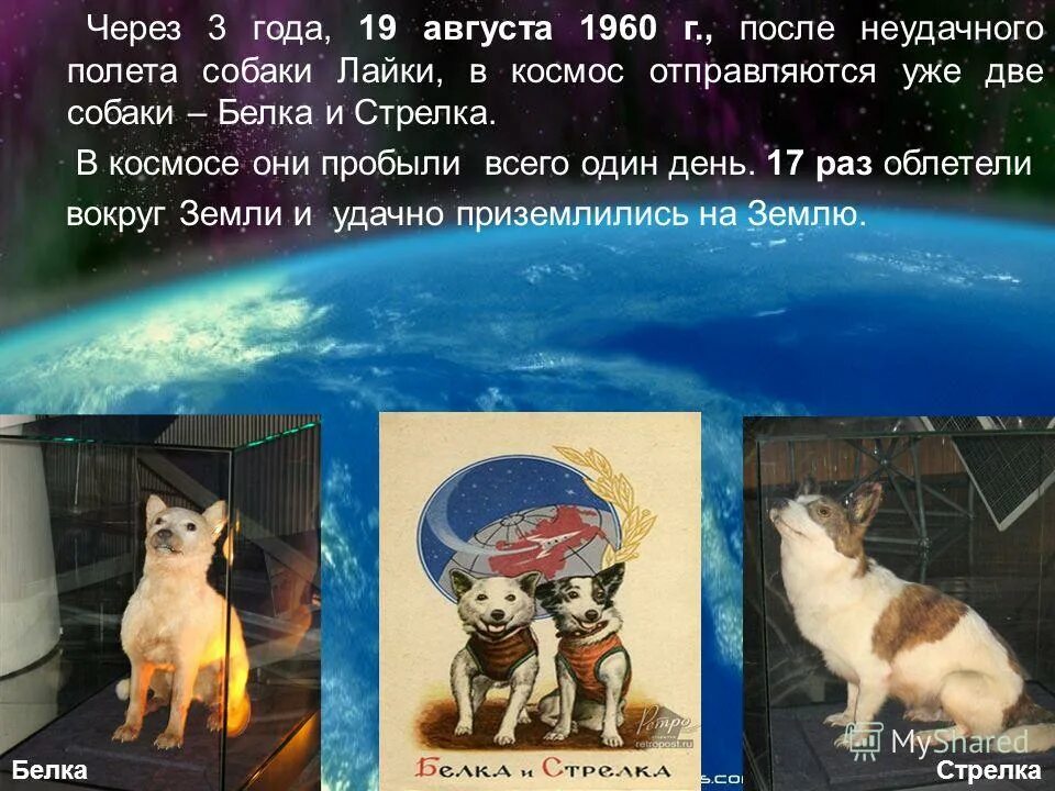 В каком году отправился в космос. Собака лайка в космосе. В космос отправляются уже две собаки – белка и стрелка.. Космодром Байконур белка и стрелка. Подбор собак в космос.
