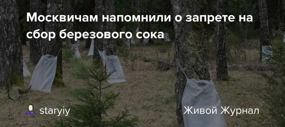 И родина щедро поила меня. Запрет на сбор березового сока. И Родина щедро поила меня березовым соком. И Родина щедро поила меня березовым соком текст. И Родина щедро поила меня березовым соком слушать.