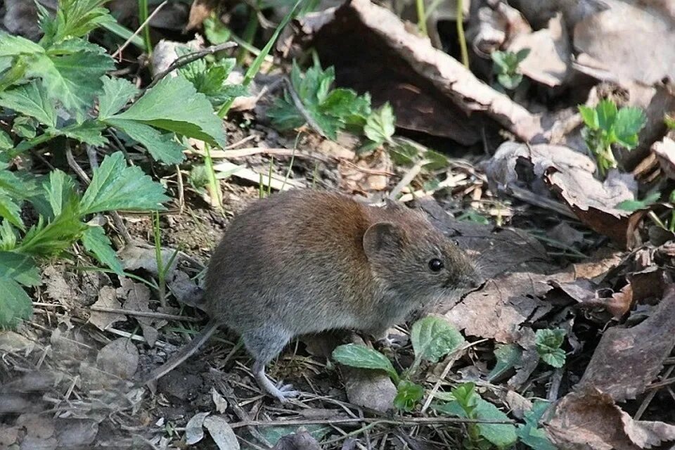 Капибара и бобр. Дикие хомяки карбыши. Айдахский суслик. Суслик европейский (суслик серый. Грызуны башкирии.