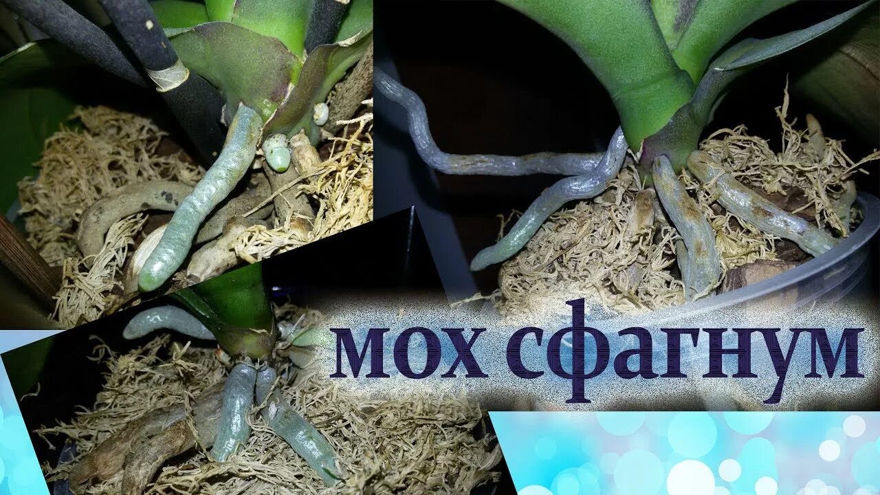 Мох в корнях орхидеи. Корни фаленопсиса. реанимация орхидеи во мхе сфагнуме. орхидея фаленопсис реанимация. орхидея реанимашка во мхе.