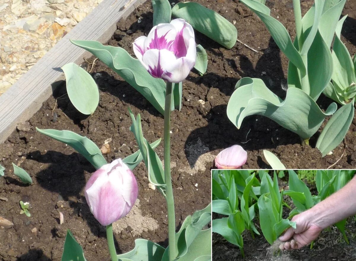Тюльпаны уход после. Выкопка луковиц тюльпанов. Тюльпаны отцвели. Тюльпаны после цветения. Тюльпаны после цветения в открытом грунте.