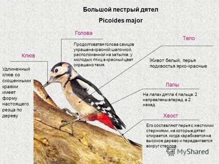 Обратите внимание на положение крыльев и ног