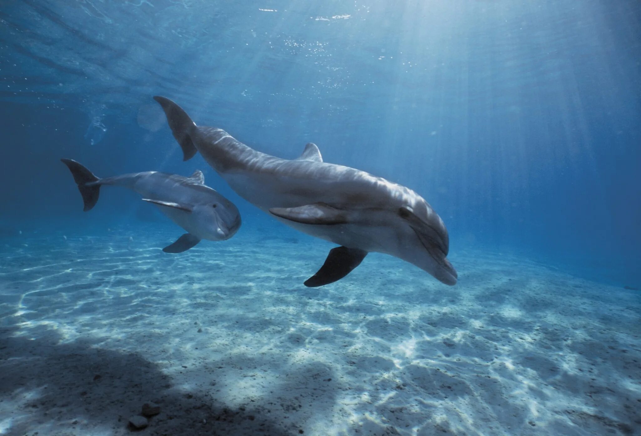 Дельфин-Афалина. Дельфины афалины. Черноморская Афалина. Афалина (Tursiops truncatus).