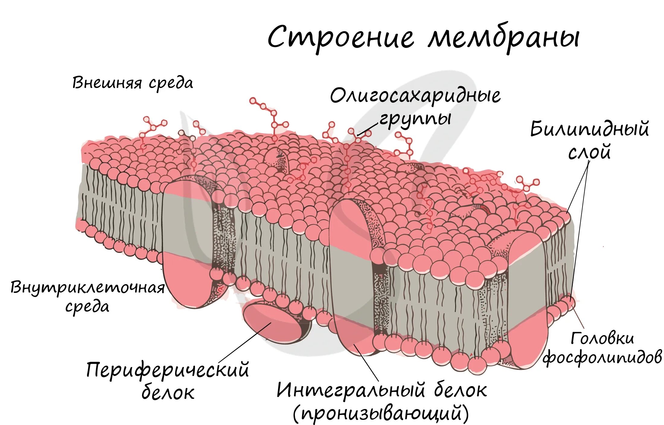 Билипидный слой строение клеточной мембраны. Строение мембраны клетки билипидный слой. Билипидный слой мембраны белки. Структура билипидного слоя.