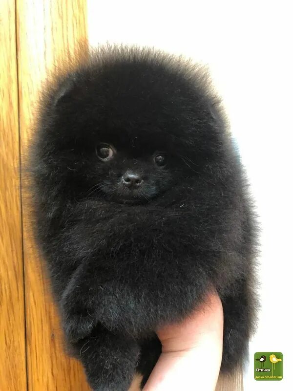 Черно-подпалый окрас шпица. Шпиц черно-подпалый мишка. Шпиц черный мальчик. Шпиц черный мальчик. Шпиц померанский чёрный большой.