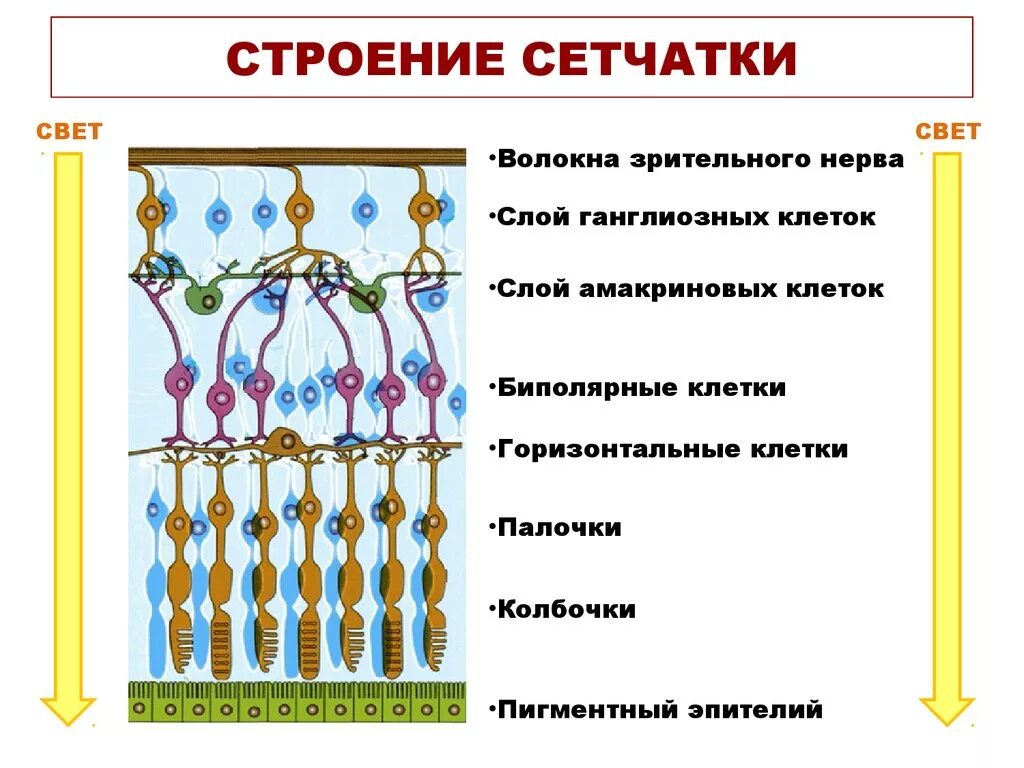 Сетчатое строение. Структура и функции сетчатки. структура и функции сетчатки глаза. структура и функции слоев сетчатки. сетчатка глаза строение и функции.