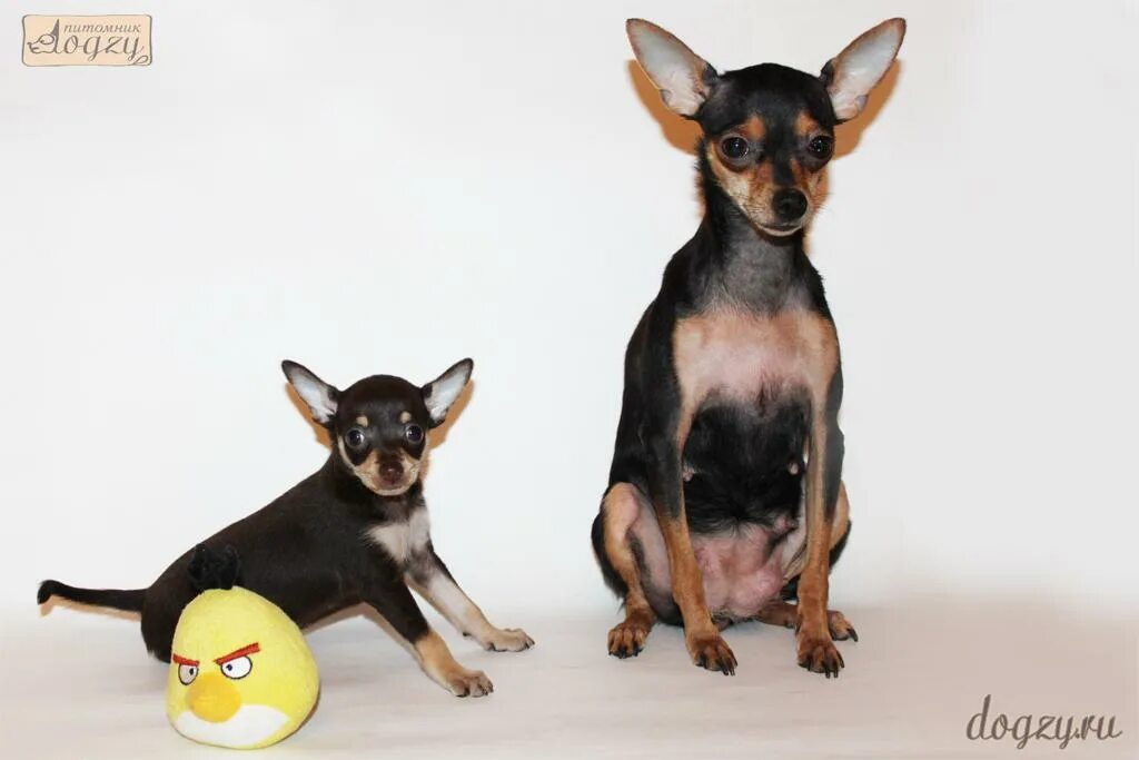 той терьер 4 месяца. щенок той терьера 5 месяцев. щенок той терьера 5 месяцев. щенок той терьера 5 месяцев. щенки той-терьера мини 2мес.