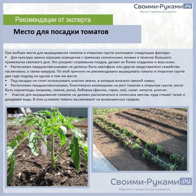 Можно луком сажать томаты. Высадка рассады томатов схема. Место для томатов в открытом грунте. Рассада томатов в открытый грунт. Посадка помидор.