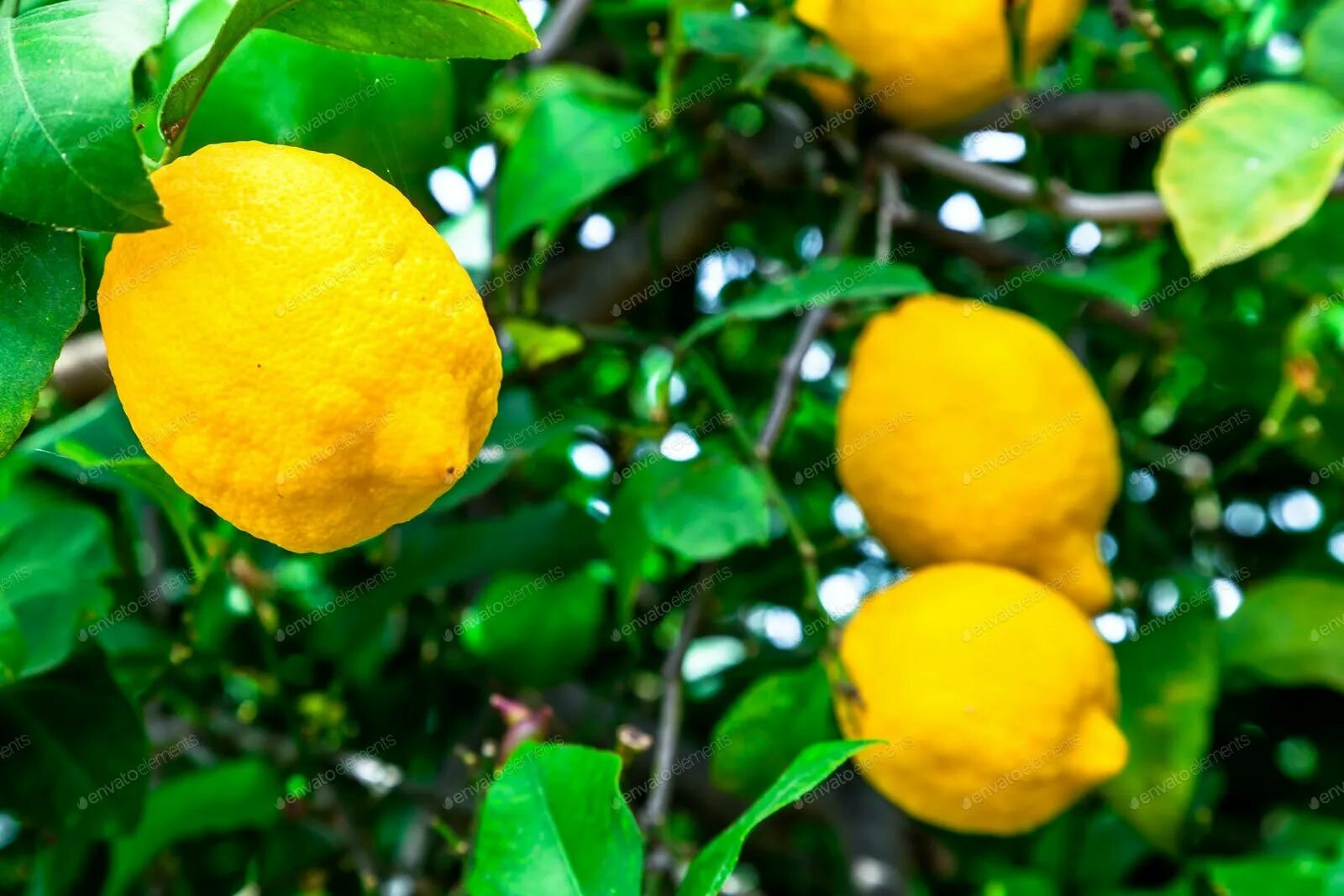 Лимон растет в россии. Лимон дерево. Лимон комнатный Лунарио. Лимон Lemon дерево. Цитрусовые лимон на ветке.