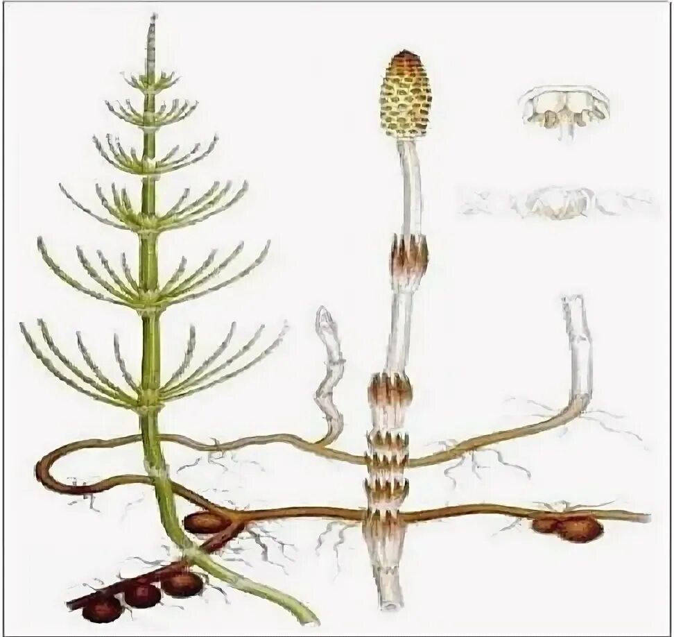Хвощ спермий. Хвощ полевой корневище. Спороносный побег полевого хвоща весенний. Весенний побег хвоща. Спороносный побег хвоща полевого.
