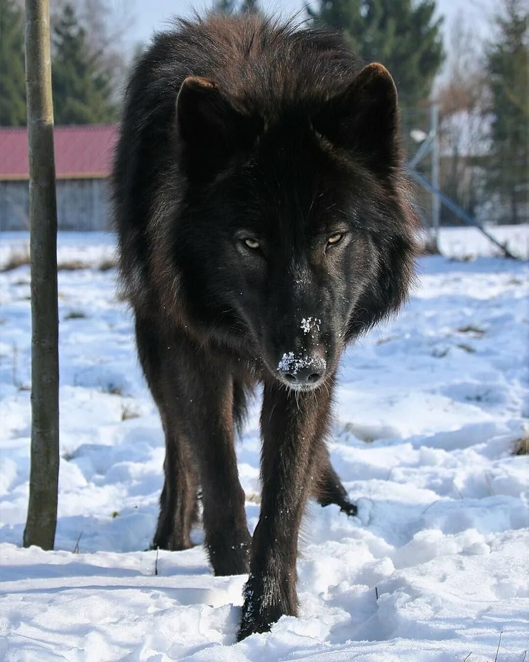 Волки большие собаки. Волкособ гибрид волка. Волкособ черный. Порода вольфхунд. Канадский волкособ вольфхунд.