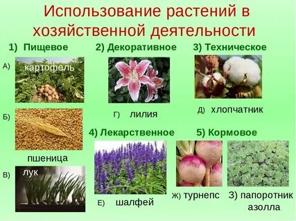 Кроссворд на тему однодольные и двудольные растения