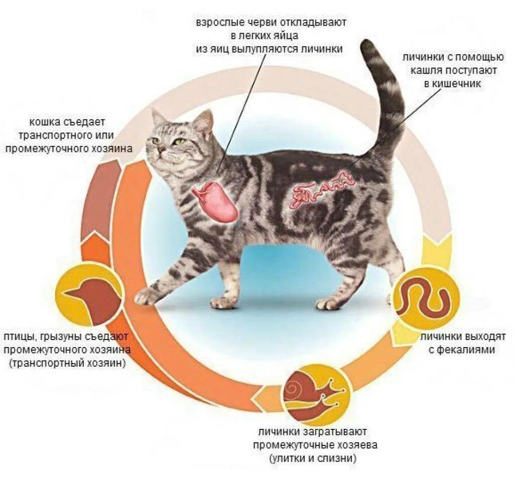 Как понять что кот заболел. Симптомы у кота при гельминтах. Заражение кошек глистами симптомы. Симптомы глистов в организме у кота. От чего глисты у котят симптомы.