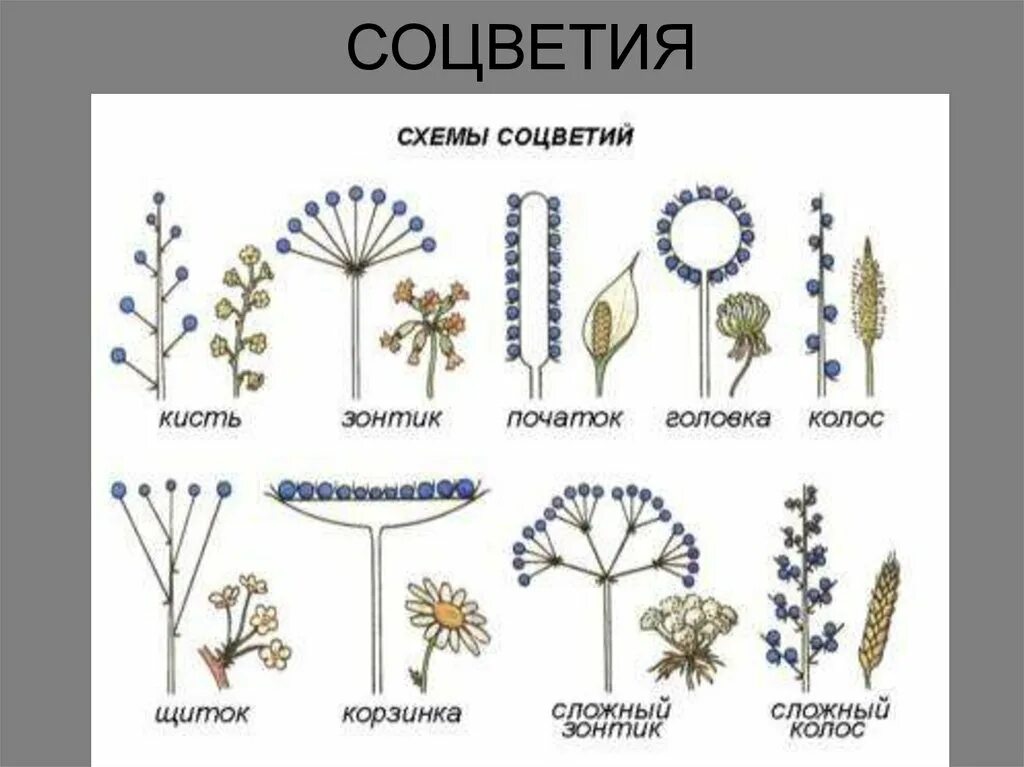 Какой тип соцветия. Соцветие кисть биология 6 класс. Соцветие сложный зонтик биология схема. Строение соцветия Колос. Схема соцветия ромашки.