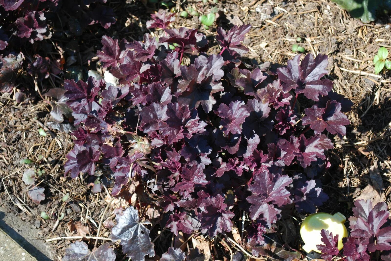 Гейхера гибридная "obsidian". Гейхера гибридная "obsidian". Гейхера вилд роуз. Гейхера heuchera obsidian. Гейхера obsidian обсидиан.