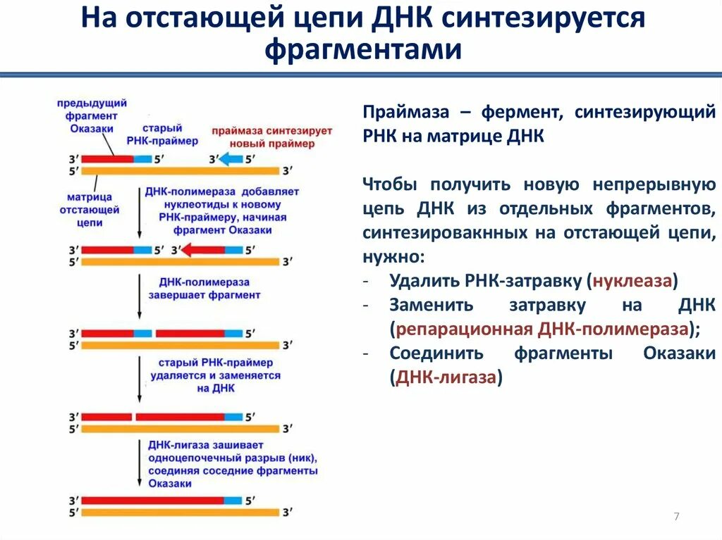 Материнская цепь днк. Отстающая цепь ДНК. Репликация отстающей цепи. Синтез отстающей цепи ДНК. Запаздывающая цепь ДНК синтезируется.