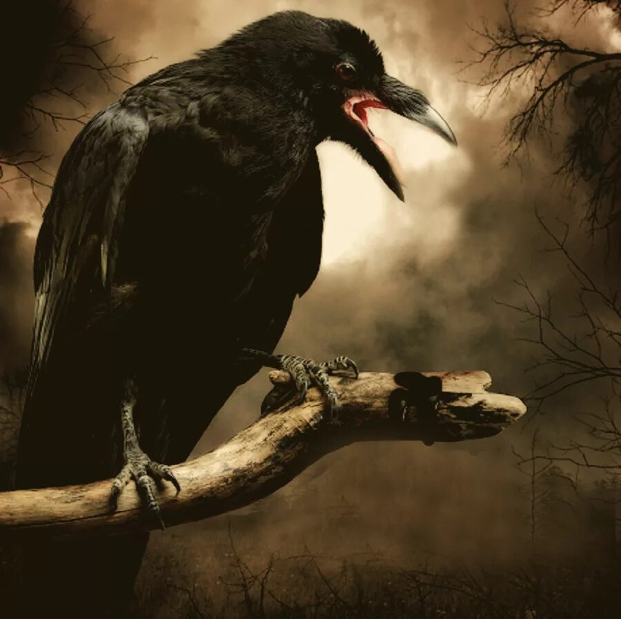 Зловещая птица. Страшный ворон. Ворон на ветке. Мрачные птицы. Темная птица.