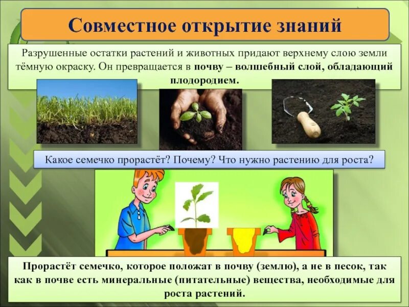 Что нужно делать чтобы сохранить плодородие почвы. Экосистема почвы. остатки растений и животных в почве. растительные остатки в почве. зачем растениям нужна почва.