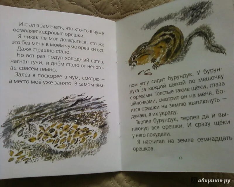 "хитрый бурундук". "хитрый бурундук". Снегирев хитрый бурундук. "хитрый бурундук". Хитрый бурундук снегирев раскраска.