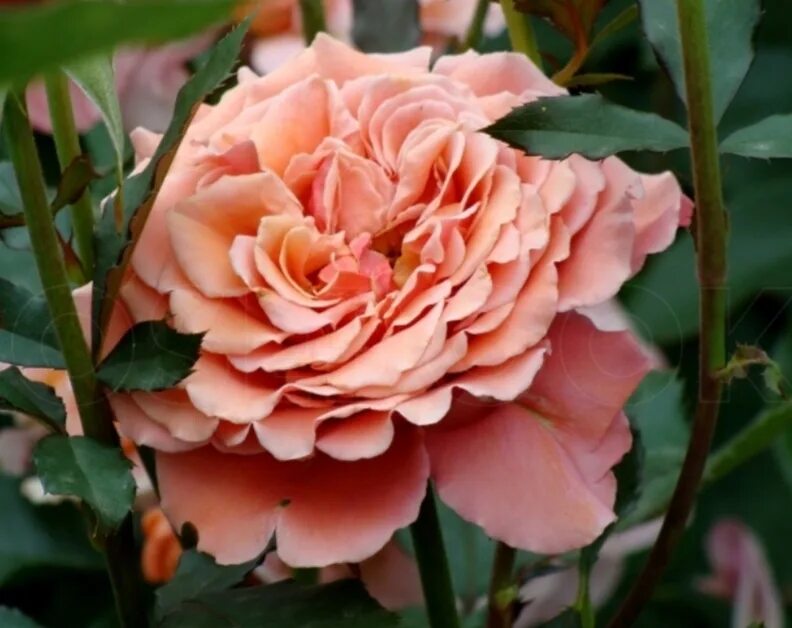 Copper light роза. Подвесной светильник пинтерест. Медные светильники. Подвесной светильник медь. Люстра подвесная медная premium line 691/6s (copper).