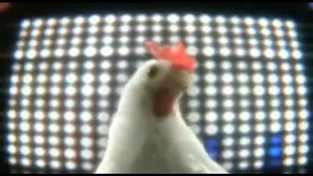 Слушать песню куры. Куриная дискотека. Курицы на дискотеке. Курица дискотека Танцующая. Техно курицы танцуют.
