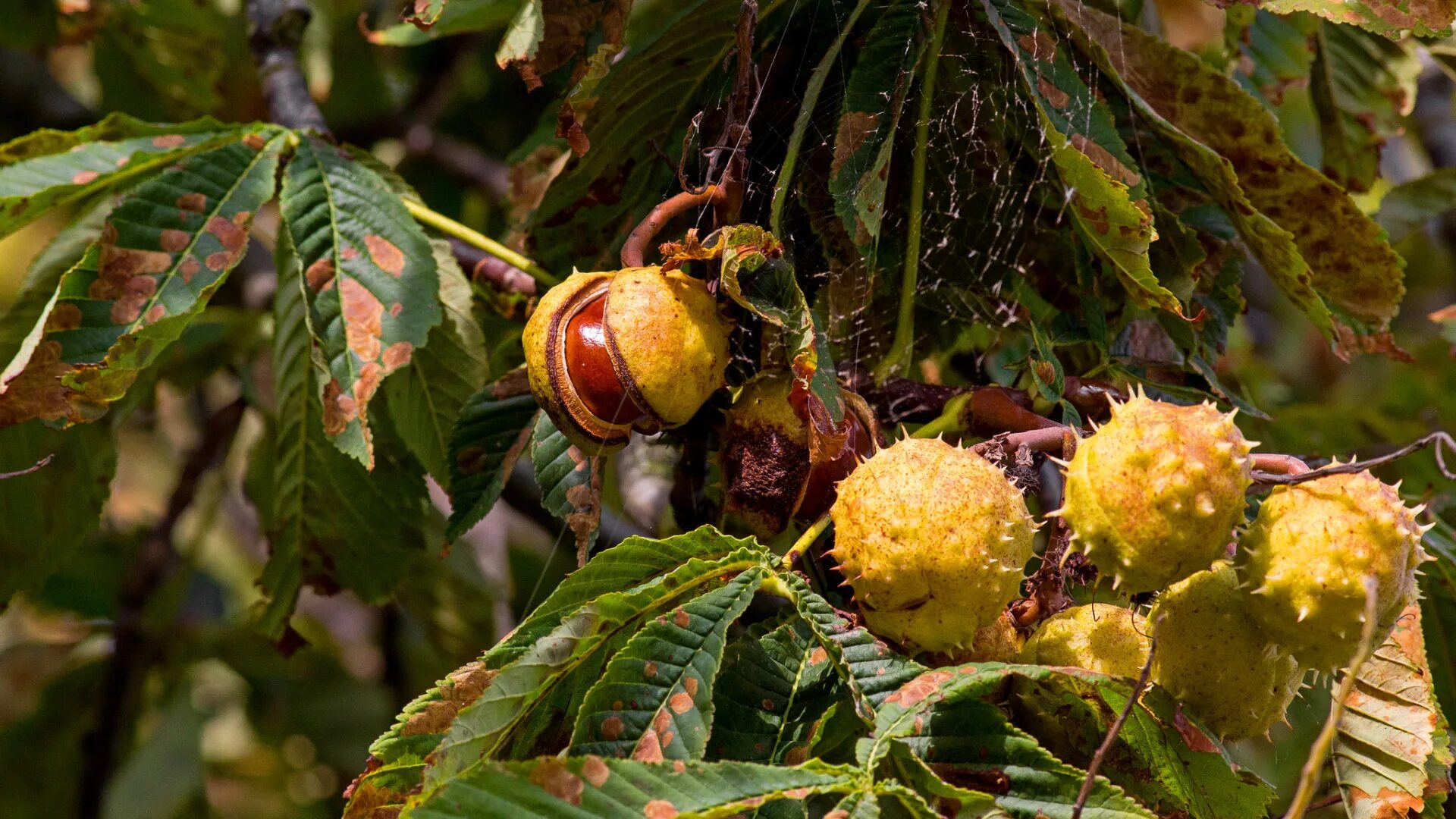 Free Images : tree, fruit, seed, flower, food, produce, natural, autumn, brown, 
