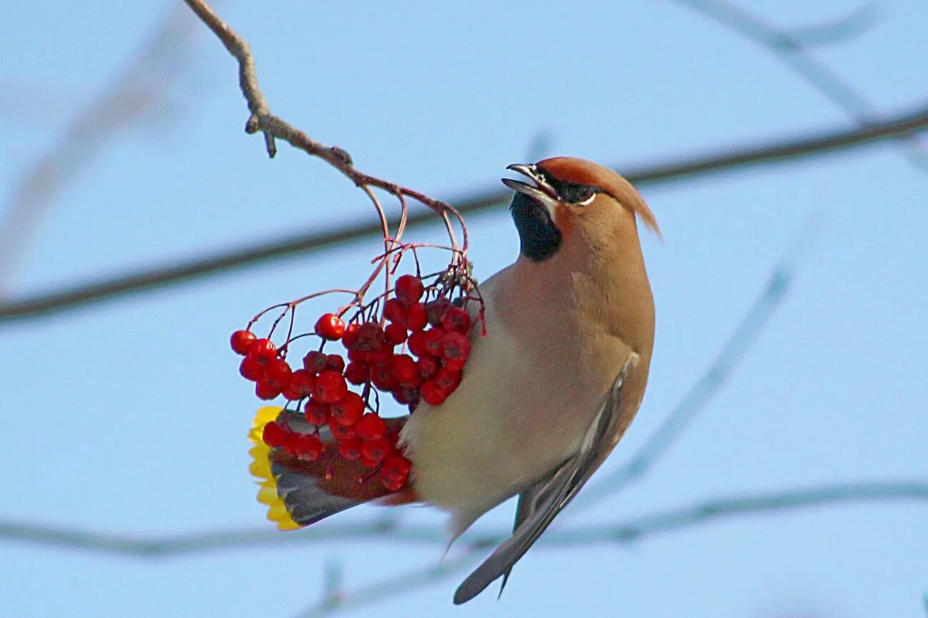 птица с рыбой в клюве. цапля ловит рыбу. зяблик дубонос. колибри на бали. сойка с желудем.