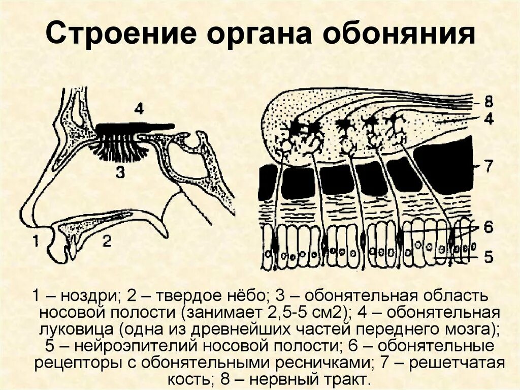 Организм обоняния. Орган обоняния анатомия строение. Строение органа обоняния. Строение органа Обояни. Структура органа обоняния.