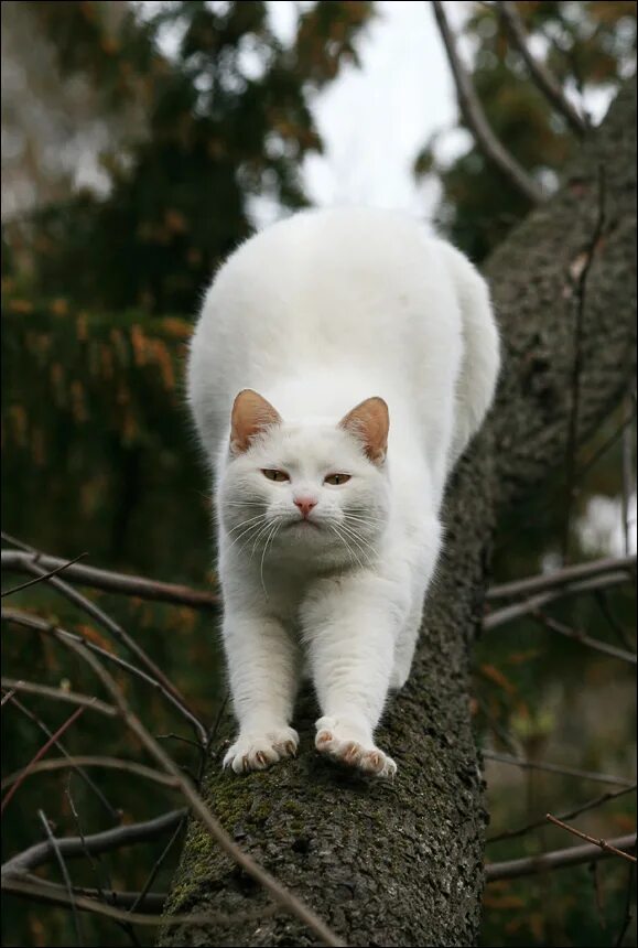 кот с лилиями. доброе утро белая кошка. белый кот на кровати. белый добрый кот. турецкая ангора кошка с желтыми глазами.