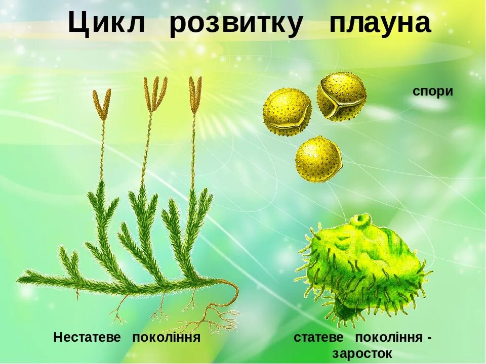 Споры плауна булавовидного. Цикл размножения плауна. Заросток плауна. Плаун булавовидный строение. Гаметофит плауна булавовидного.